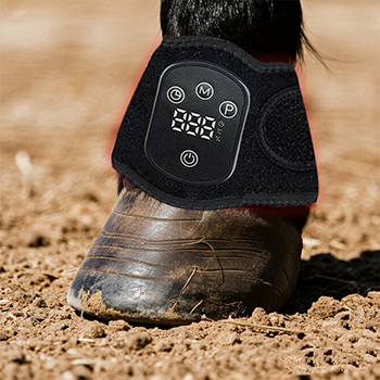 Horse Braces & Supports