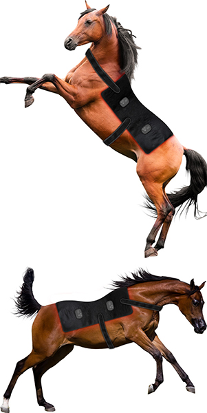 Horse Braces & Supports